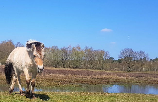 Holiday Home in Netherlands With Pond View - Photo 31