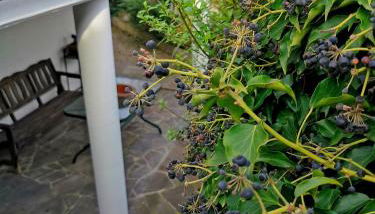 Alexa's Appartment - Nähe Europa Park - Foto 3