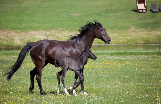 Chalet in Wendorf - Foto 37