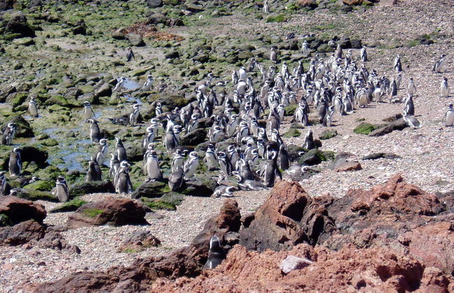 Punta Tombo Trip + Dolphin Spotting - Photo 7