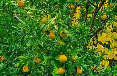 Odori di zagara - Foto 39