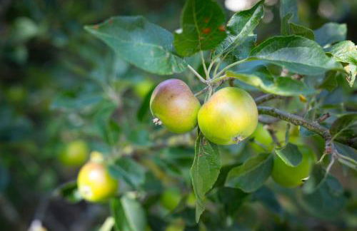 The Showman's Waggon - Foto 48