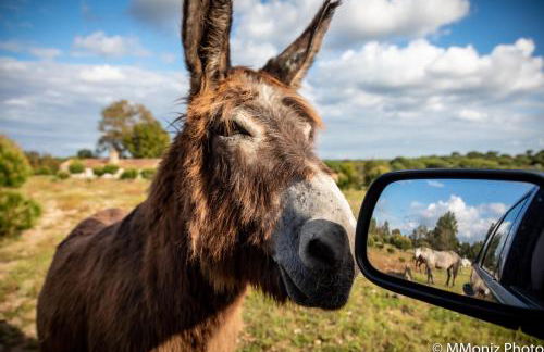 Casas da Horta - Photo 23