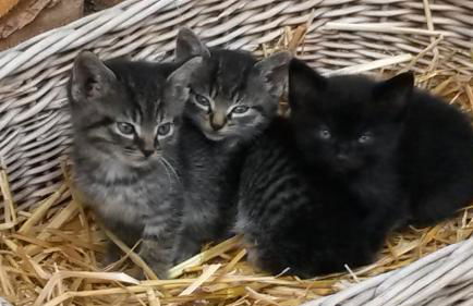 Ferienhof Biber - Foto 11