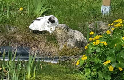 Gemütliche Ferienwohnung unterm Reetdach - Foto 7