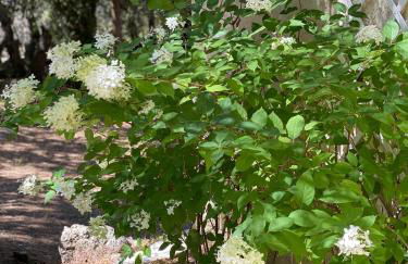 Villa Claudia Domaine les Palmiers - Foto 3