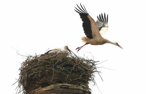 FeWo am Storchennest - a56303 - Foto 14