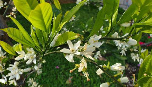 Studio Airport Dubrovnik - Foto 2, Garden, Garden view