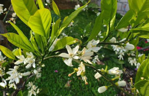 Studio Airport Dubrovnik - Photo 2