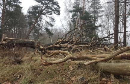 Słowińskie Widoki domki Flora, Fauna, noclegi Smołdziński Las - Foto 57