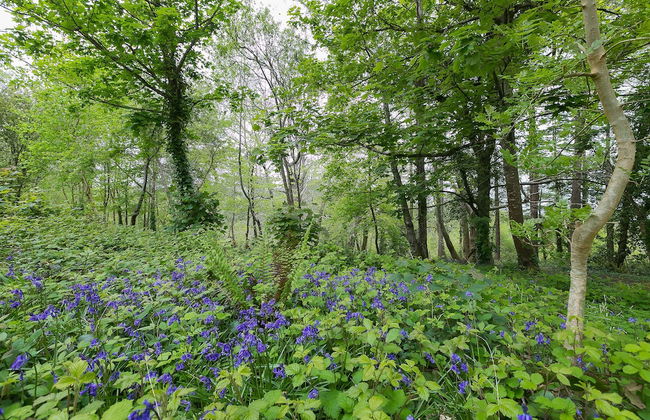 The Artist's Cottage near St. Ives - Foto 28