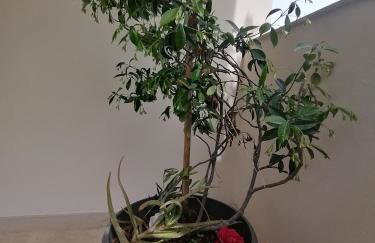 Makis Apartments - Foto 30