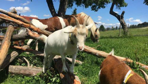 Heissenhof Urlaub auf dem Bauernhof - Foto 2