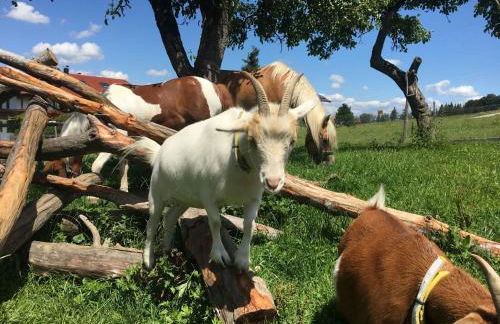 Heissenhof Urlaub auf dem Bauernhof - Foto 2