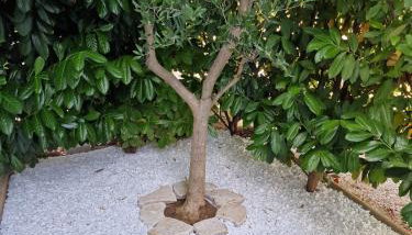 Apartmani Komin - Photo 5, Garden, Garden view