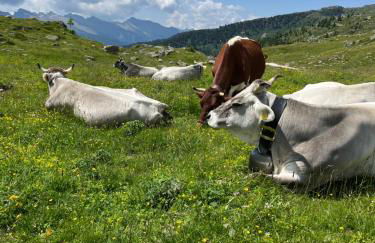 Casa Mammolo Falcade - Foto 40