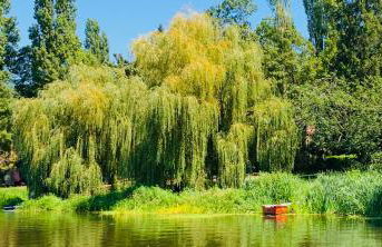 Magnifique péniche remorqueur à louer - Foto 47