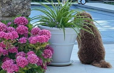 Lime Tree Farmhouse - Foto 18