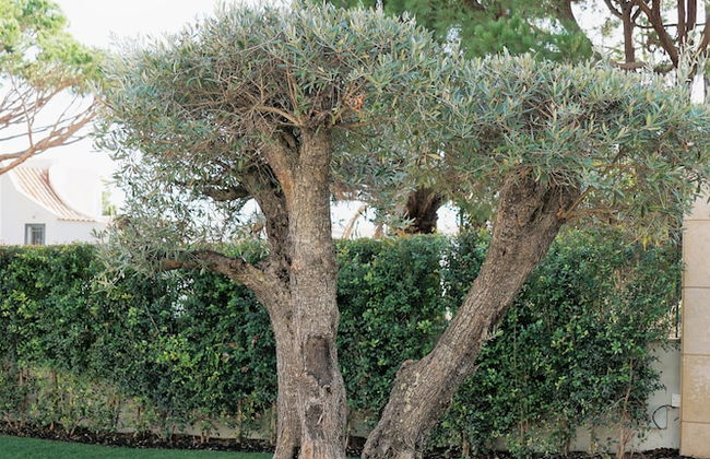 Charming Exceptional Villa in Algarve - Foto 31