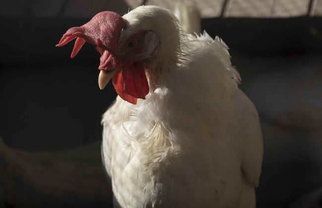 Casale Della Pergola Eco-friendly by the sea - Foto 56