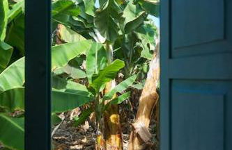 The Tortuga Banana House - Foto 8