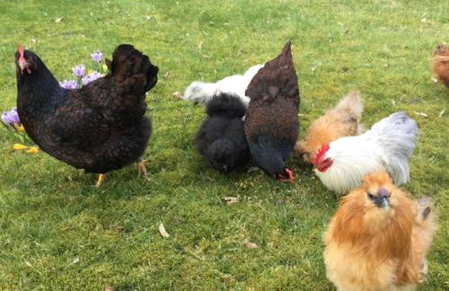 Tranquil Holiday Home in Winsen near River - Foto 72