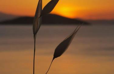 Sun Senses beach front villa with private beach - Photo 77