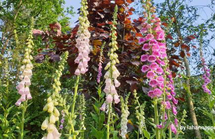 Amber Lodge - Foto 15