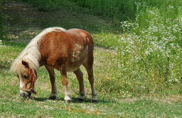 Agriturismo Il Burlino Apartments - Foto 17