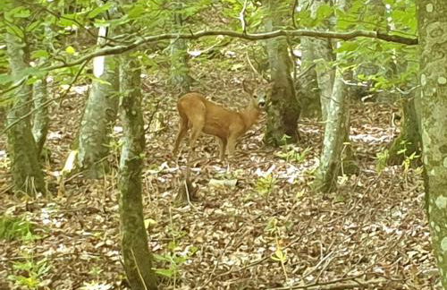 Ferienhaus Dreier-Ley - Foto 38