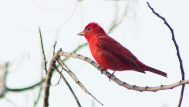 Avistamento de aves em San José