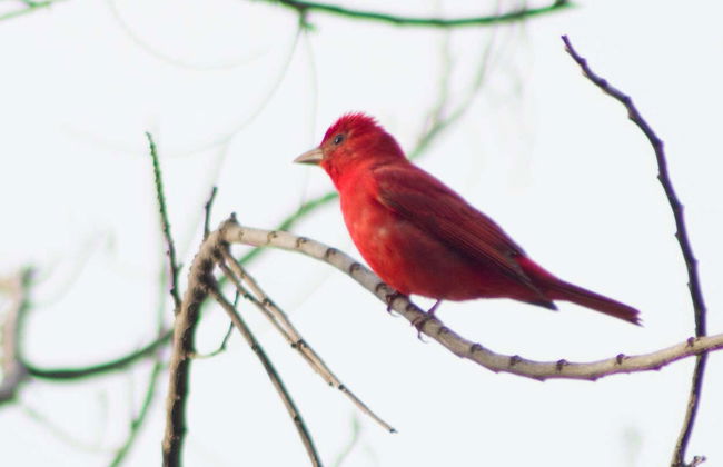 Avistamento de aves e bichos-preguiça em San José - Foto 3