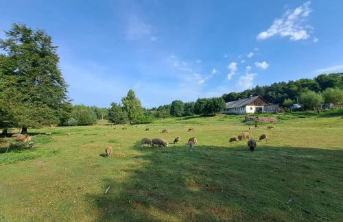 Agroturystyka Stara Huta - Foto 27