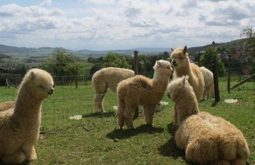Alpaka-Ferien - Foto 7