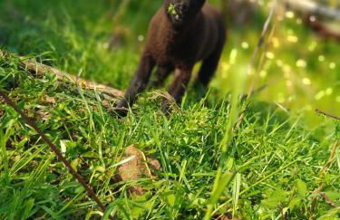 Chácara paraíso dá paz - Foto 7