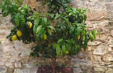 The Conifers 3 Room Small but Stylish Self Catering Bedsit Flat in Nature Reserve Free Eden taxi b4 9pm no lounge - Photo 14