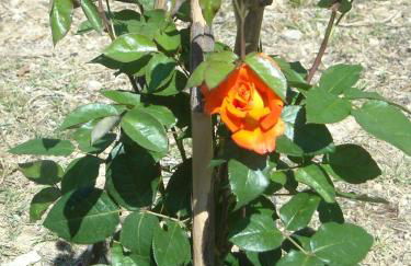 VILLA DIANO CASTELLO - Foto 19