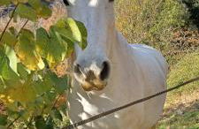 Gîte de la Salamandre - Foto 29