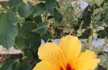 Livanina apartments - Foto 12