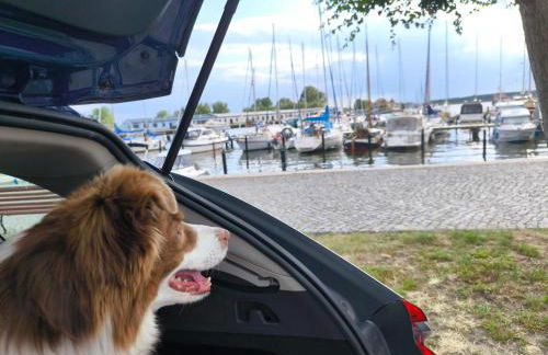 FeWo Renken - Foto 42