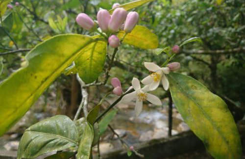 Casa do Artista - Foto 30