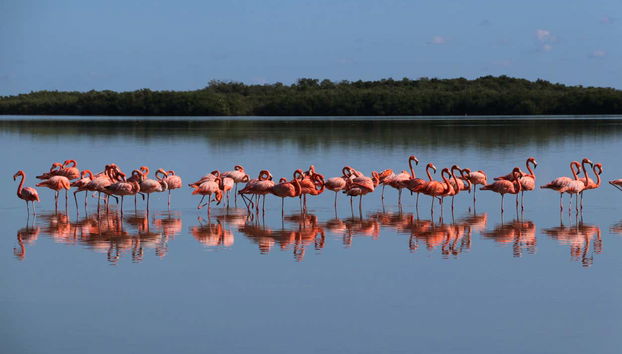 Flamencos en el centro Wotoch Aayin