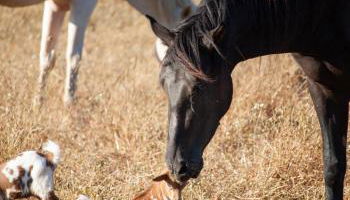 Sharish - Monte Das Estevas - Foto 5