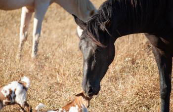 Sharish - Monte Das Estevas - Foto 5