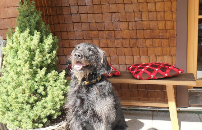 Chalet am Birkenhain - Foto 29