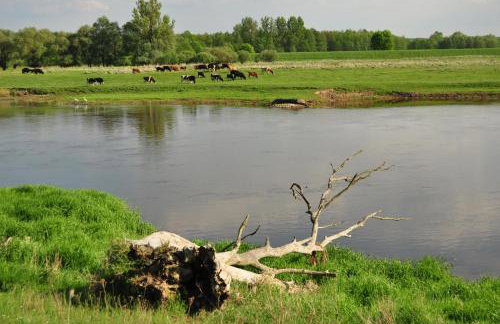 Agroturystyka Nad Wartą - Foto 58