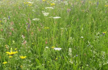 Appartamenti Il Cerbiatto - Photo 43