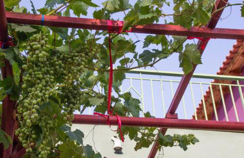 Ktima Anastasia - Foto 54