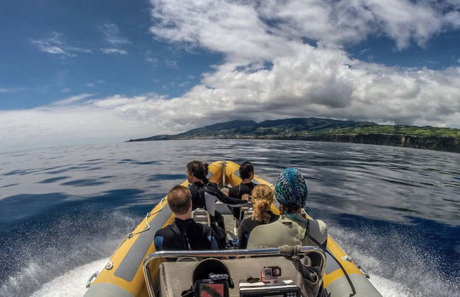 Swimming with Dolphins in Vila Franca do Campo - Photo 2