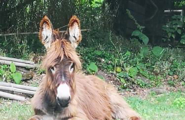Quinta das Águias - Foto 48